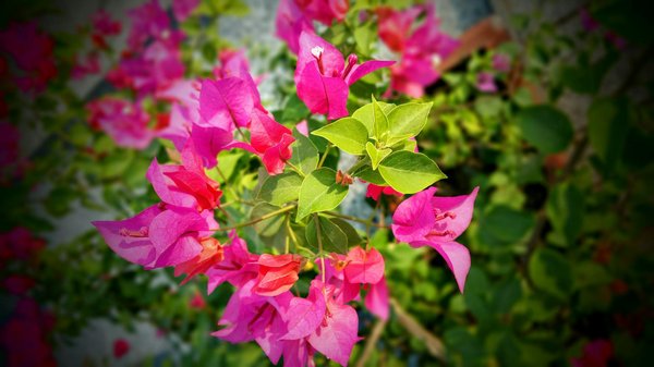 Jardiner avec des enfants : quels outils choisir ?