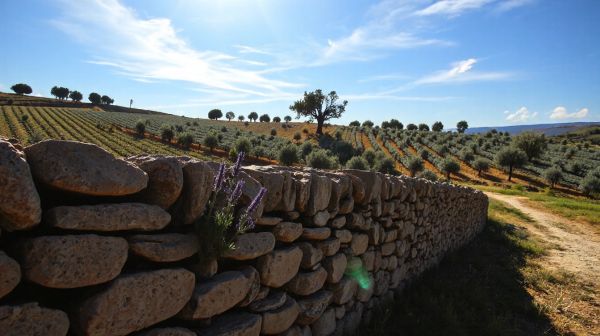 Top stratégies pour maîtriser les nuisibles en Vaucluse